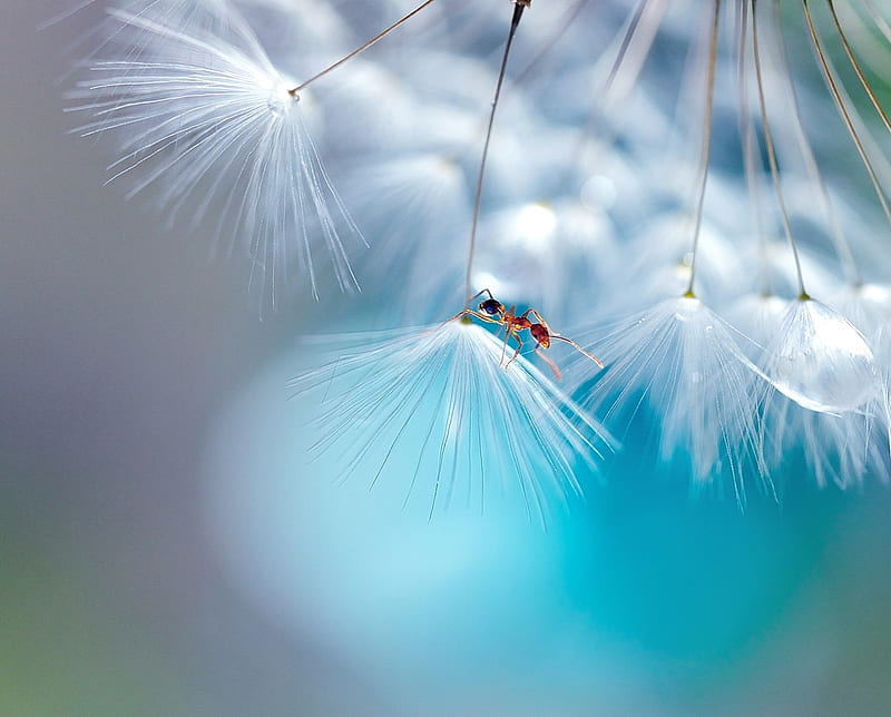 dandelion, bokeh, ant, roberto aldrovandi, macro, insect, white, blue, HD wallpaper