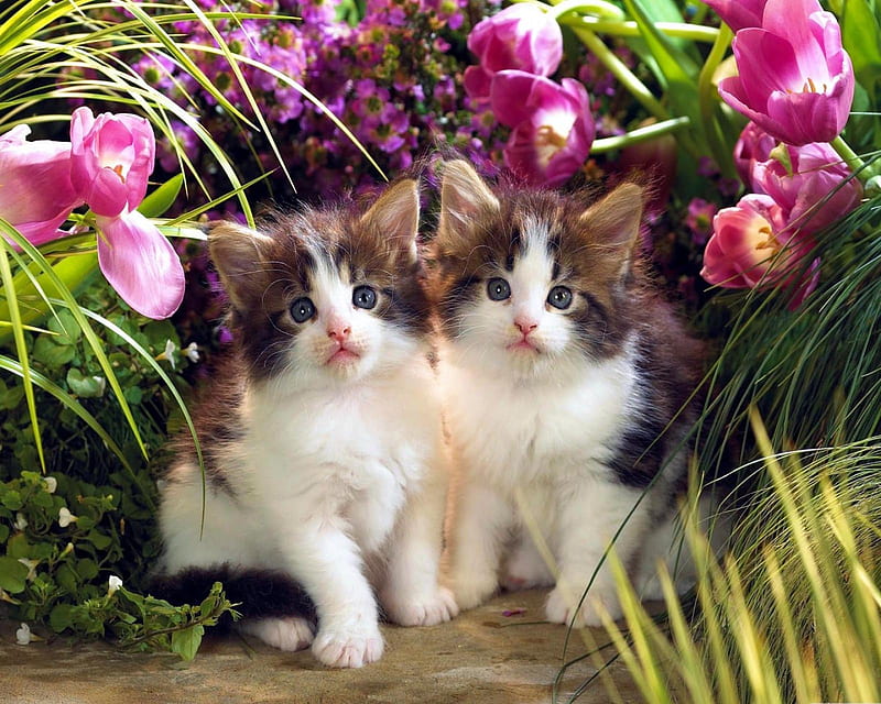 Springtime Kittens, look, nice, HD wallpaper