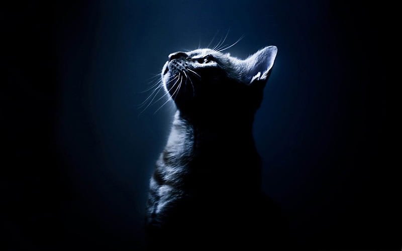 kitten in the dark-Cute pet cat, HD wallpaper