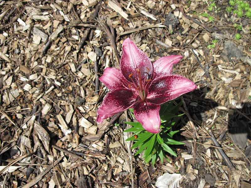 flowers in the mix 28, graphy, wine color, green, lily, garden, Flowers, HD wallpaper