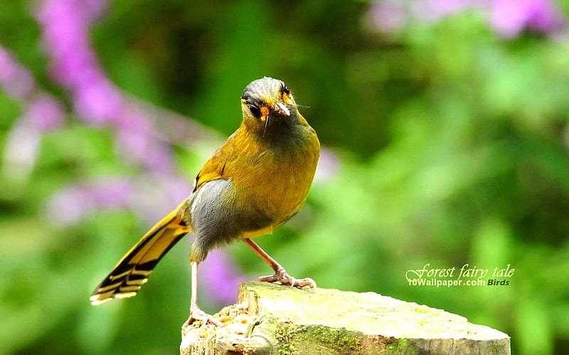 Tau Bird-Yellow Bird chest Tau eyebrow-forest bird 01, HD wallpaper