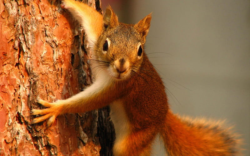 Squirrel on tree-Animal graphy, HD wallpaper