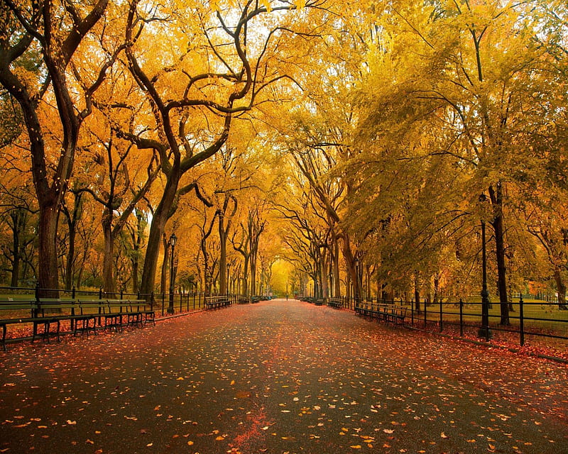 Autumn Road, fallen, leaf, leaves, season, tree, yellow, HD wallpaper