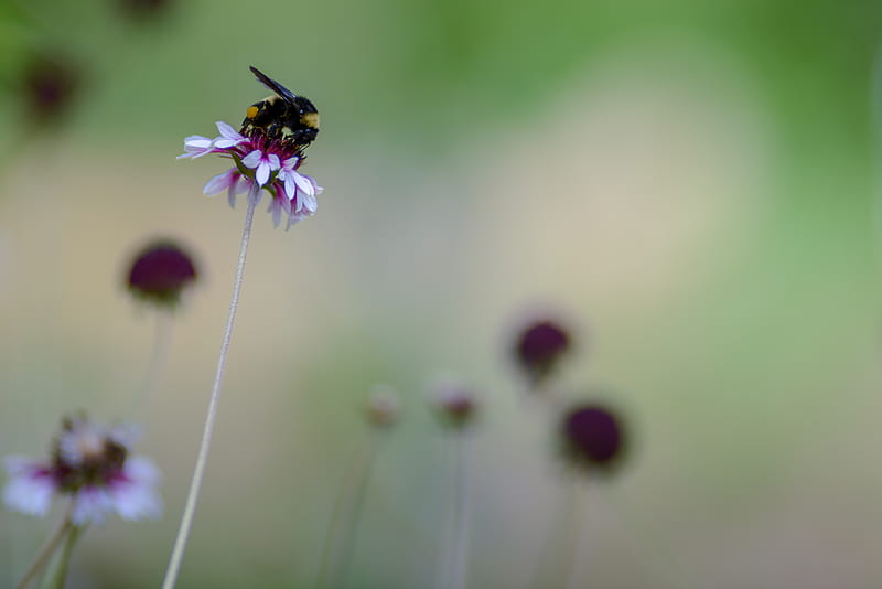 flower, bumblebee, insect, macro, HD wallpaper