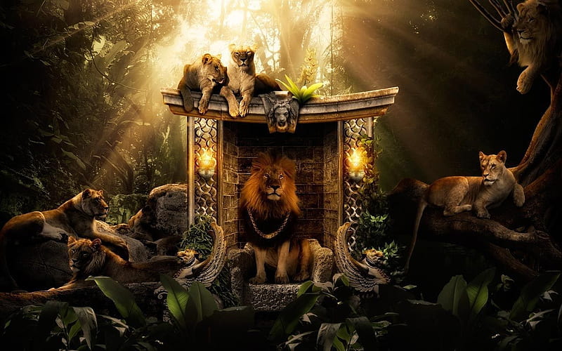 King Of The Jungle, feline, mane, wild, lions, HD wallpaper