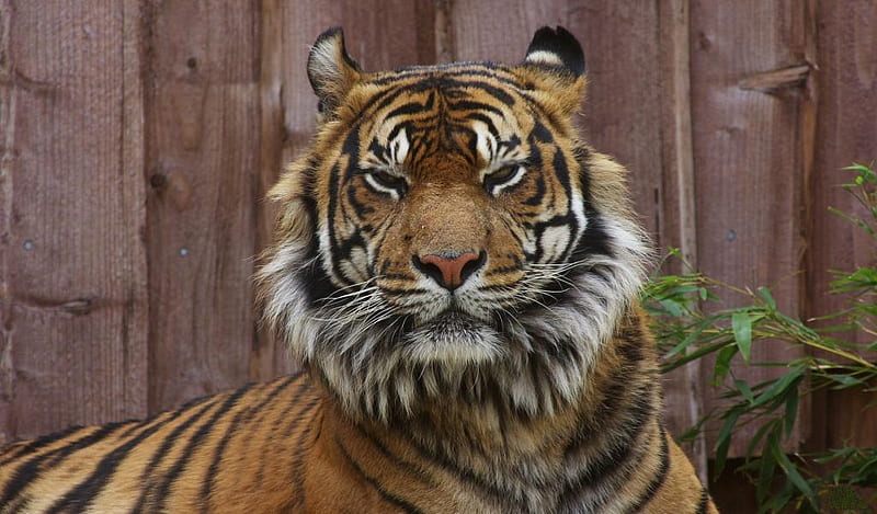 Strict-tiger, big cat, face, tiger, wild cat, animal, HD wallpaper