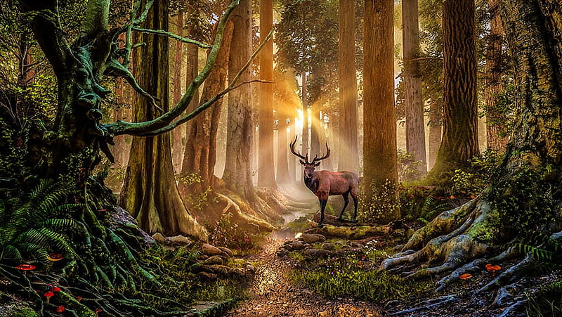 Forest Elk, deer, sun, sunrays, digital, mushrooms, trees, artwork, HD wallpaper