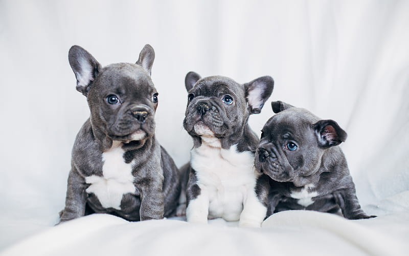 French Bulldog, gray puppies, small dogs, pets, puppies, HD wallpaper