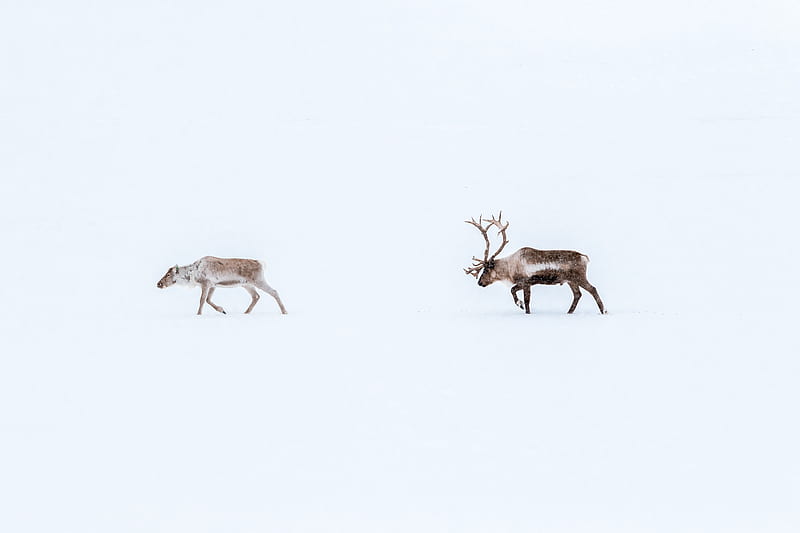 brown deer, HD wallpaper