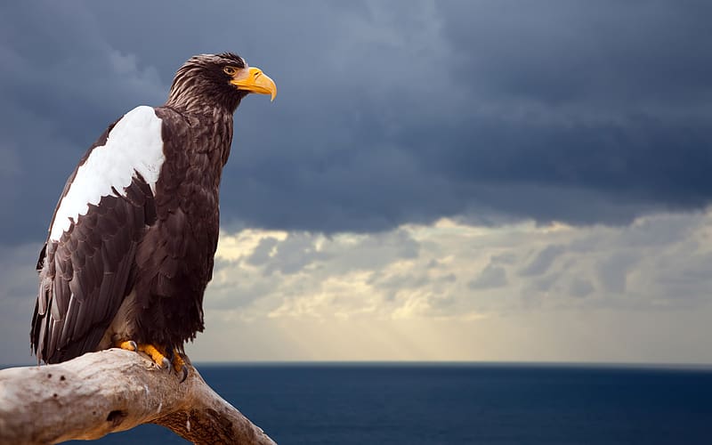 Birds, Bird, Animal, Steller's Sea Eagle, HD wallpaper