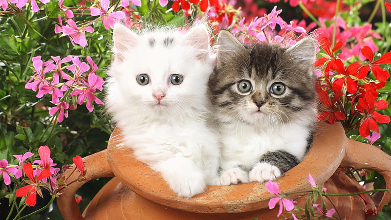 White Black Cat Kittens Are Standing Inside Sand Pot Cute Cat, HD wallpaper