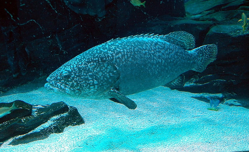 Large Grouper, Fish, Underwater, Sealife, Animals, HD wallpaper