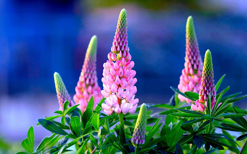 Spring Lupins, Lupines, flowers, nature, Spring, Lupins, Lupinus, HD wallpaper