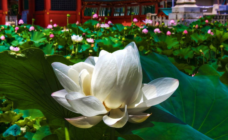 White Lotus, flowers, nature, lotus, white, HD wallpaper | Peakpx