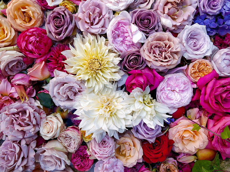 roses, dahlias, bouquet, composition, multicolored, HD wallpaper