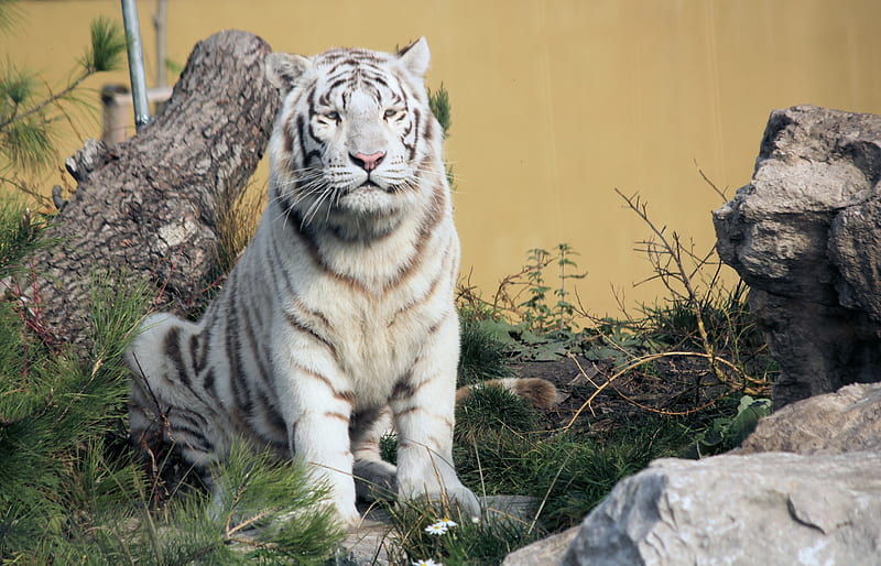 bengal tiger, tiger, predator, animal, white, big cat, HD wallpaper