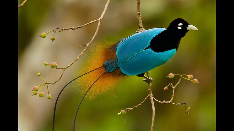 Beautiful Paradise Bird With Blue And Black Color Birds, HD wallpaper