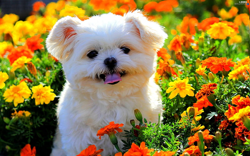 Maltese Dog, puppy, flowers, white dog, cute animals, pets, dogs, Maltese, HD wallpaper