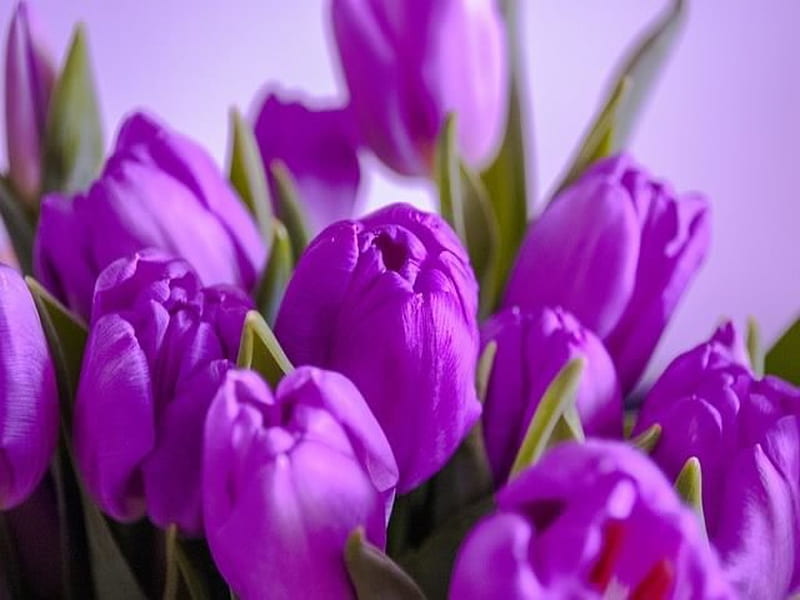 Tulips, Purple, Bloom, Flowers, Bouquet, HD wallpaper | Peakpx