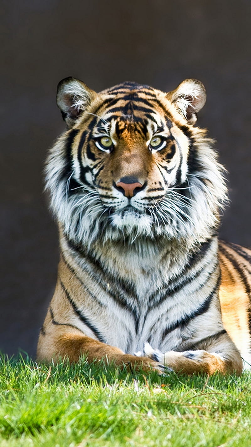 Tiger on Grass , predator, animal, wild, HD phone wallpaper
