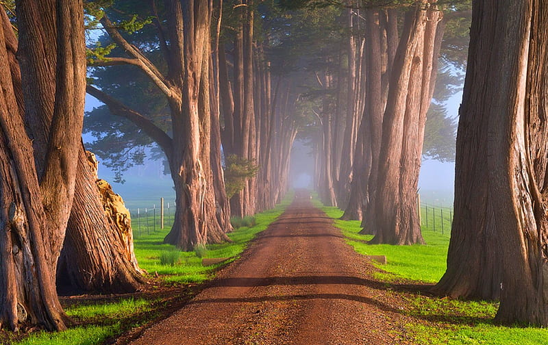The Other Tunnel, morning light, California, grass, grove, bonito, road, trees, HD wallpaper