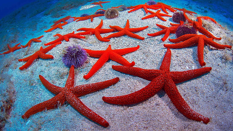 Starfish, underwater, red, vara, summer, spain, tenerife, blue, HD wallpaper