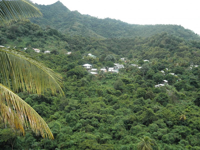 St. Lucia Village, graphy, green, Forests, village, trees, HD wallpaper