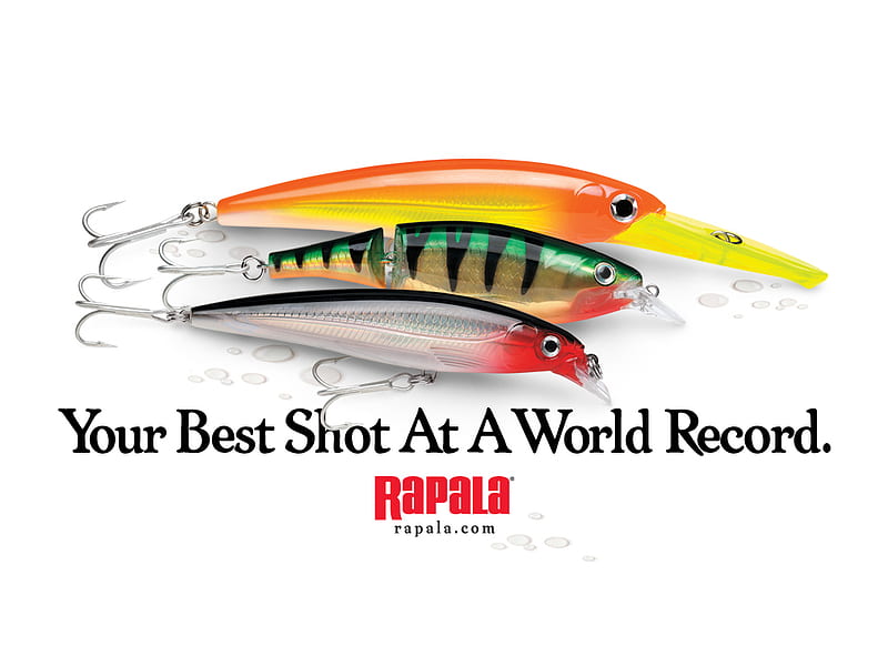 Rapala, catch, fish, record, HD wallpaper
