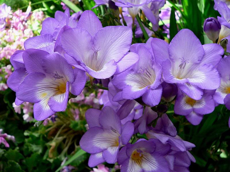 sias, flower, sia, spring, purple, HD wallpaper