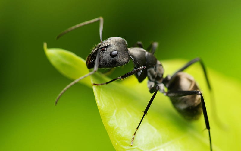Small ant-Animal graphy, HD wallpaper