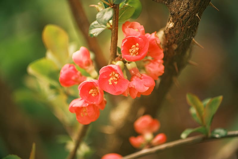 quince, flowers, petals, red, branches, spring, HD wallpaper