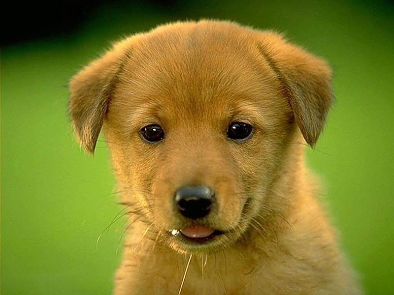 HD cute golden retriever pup wallpapers | Peakpx