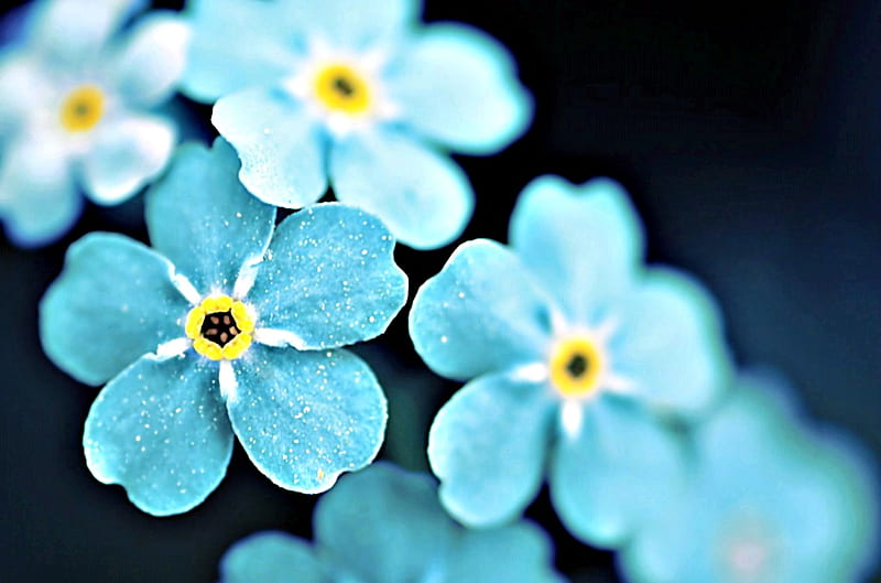 Forget Me Not Flowers, Forget Me Not, Yellow, Flowers, Blue, HD wallpaper