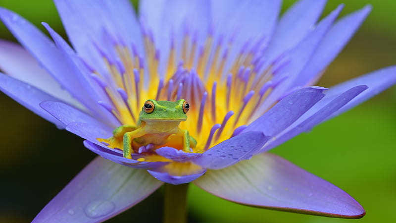 Frog, lotus, green, flower, summer, yellow, amphibian, blue, HD wallpaper