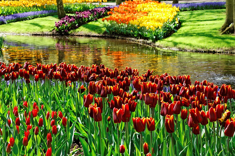 Keukenhof, Netherlands, blossoms, colors, river, spring, tulips, HD wallpaper