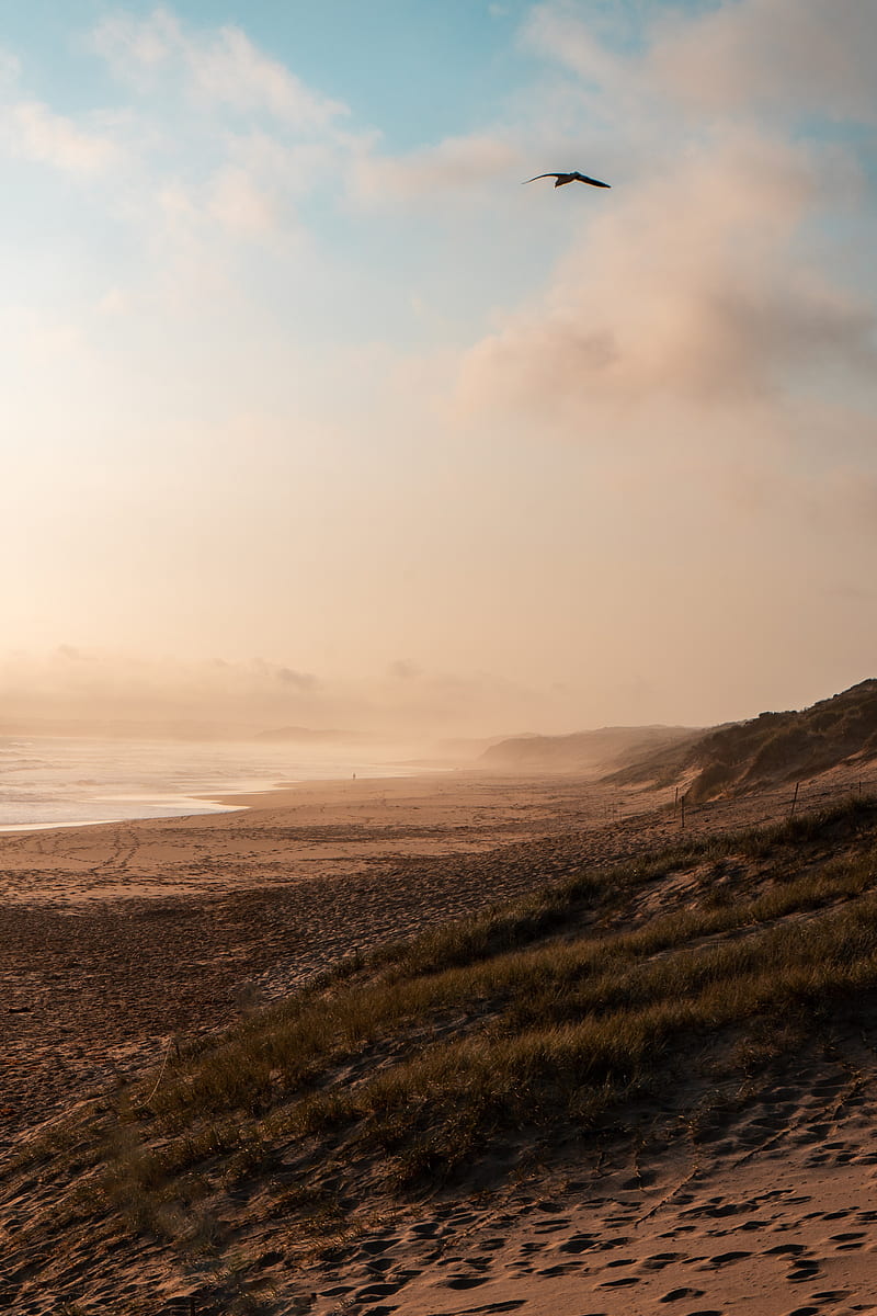 beach, sea, fog, bird, landscape, HD phone wallpaper