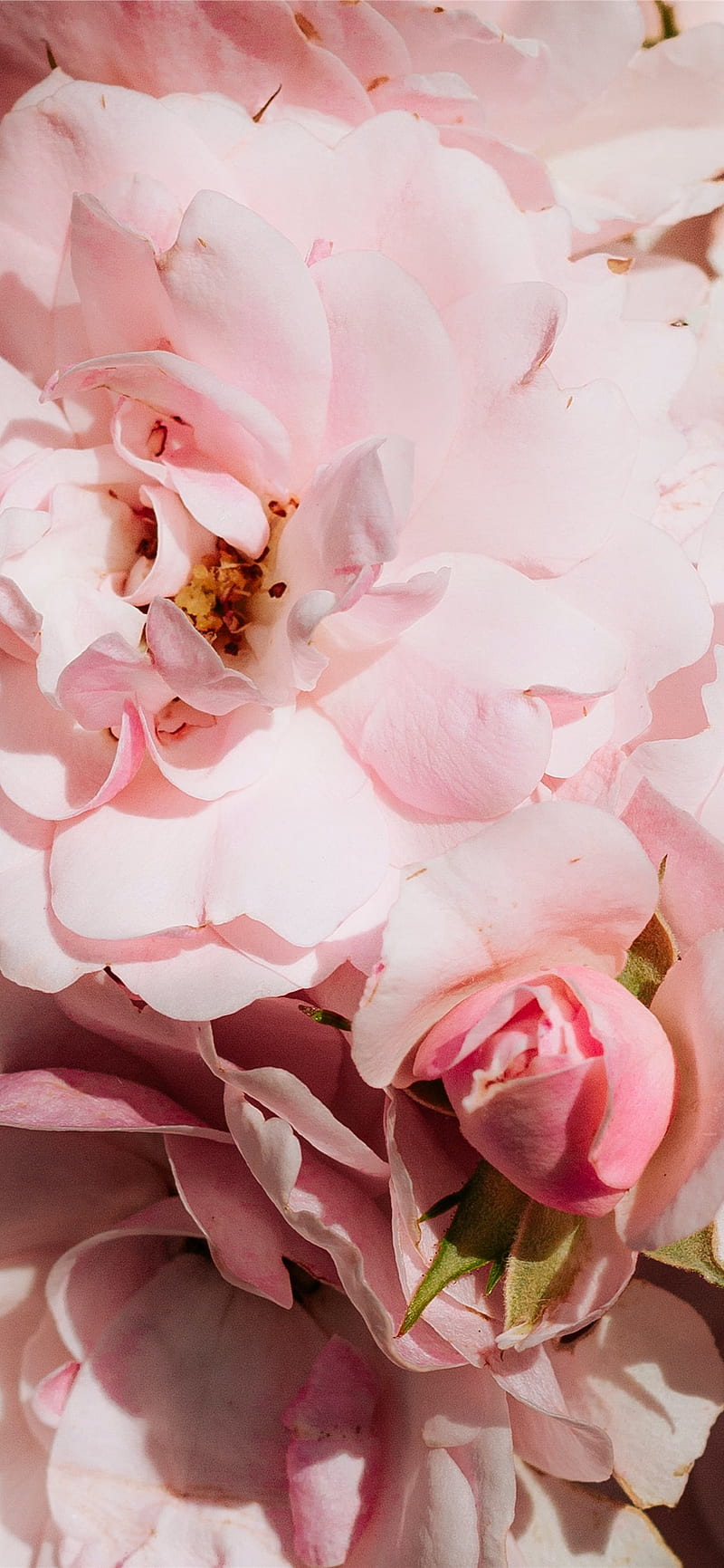 pink roses in bloom close up iPhone, Light Pink Peonies, HD phone wallpaper