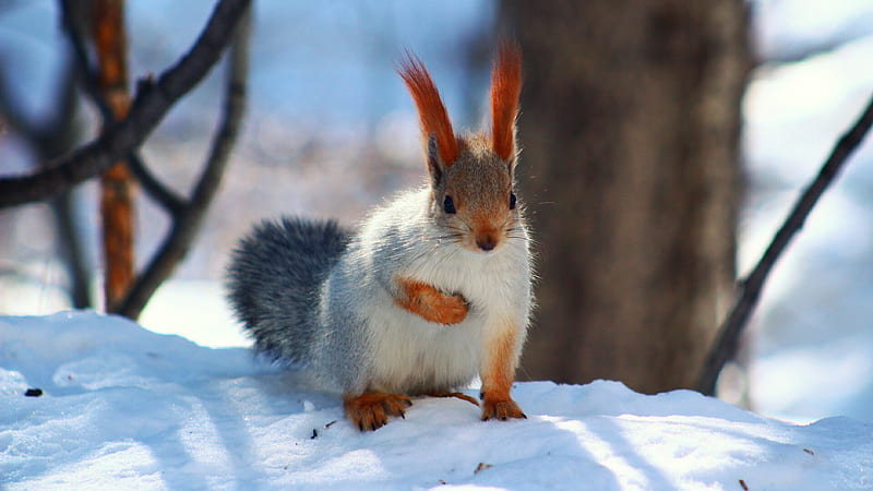 White Red Squirrel On Snow Animals, HD wallpaper