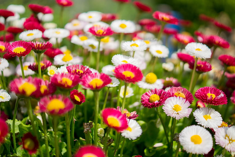 A stock of a lawn with colorful flowers., HD wallpaper