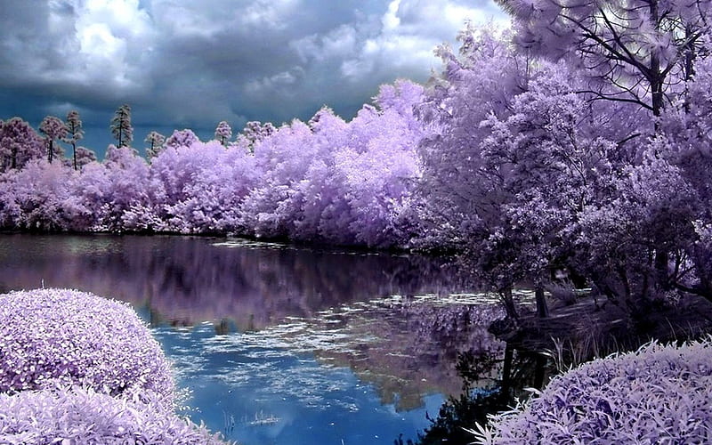 purple spring, flowers, nature, water, scenery, HD wallpaper