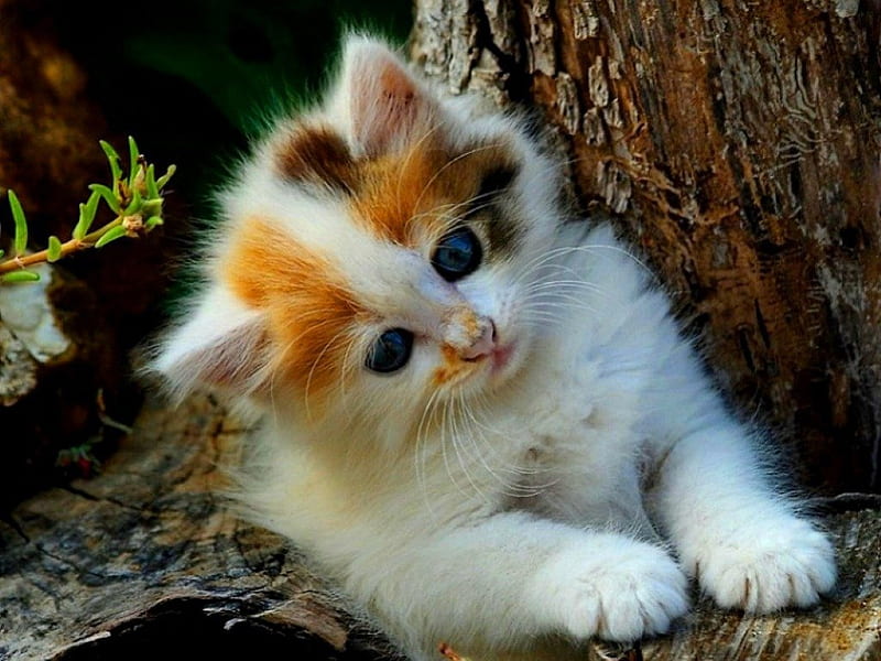 Cute kitten on a tree, pretty, look, lovely, fluffy, kitty, bonito, adorable, park, cat, sweet, cute, nice, summer, garden, kitten, branches, HD wallpaper