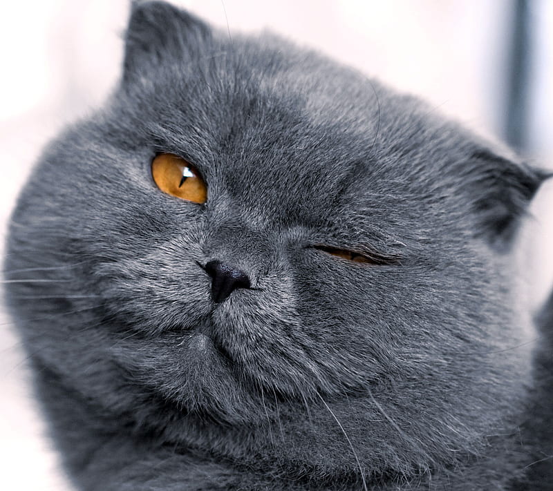 Cute Cat, cat, cute, eyes, kitty, wink, HD wallpaper