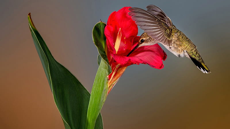 Green Bird Is Sucking Nectar From Red Flower In Blur Background Birds, HD wallpaper
