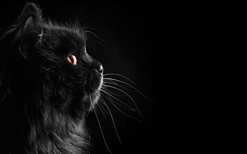 Black persian cat in the dark . Fluffy black cat, Cute cat , Cat, HD wallpaper