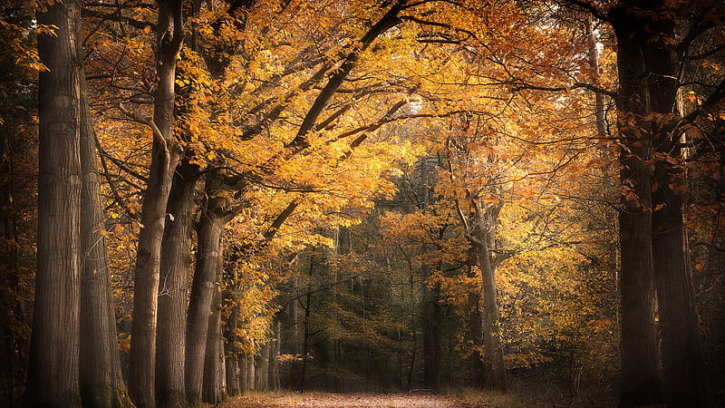 Foliage Park During Fall Nature, HD wallpaper
