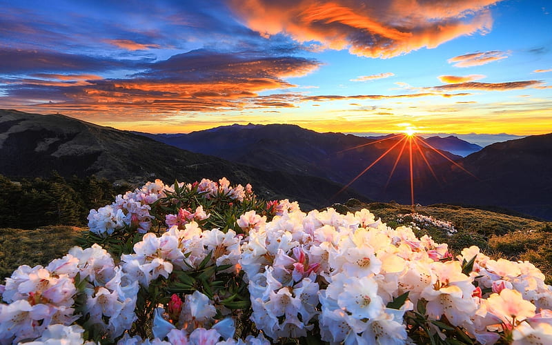 Blooming Rhododendrons Against the Sunrise, sun, rhododendrons, flowers, nature, sunrise, clouds, sky, HD wallpaper