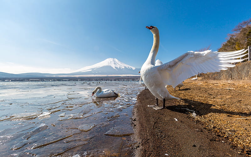 Mount Fuji Lake Geese Winter 2021 Scenery graphy, HD wallpaper