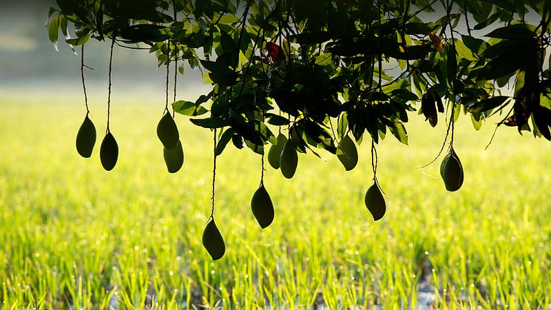 Ripening Mangoes on a Tree India 2023 Bing, HD wallpaper