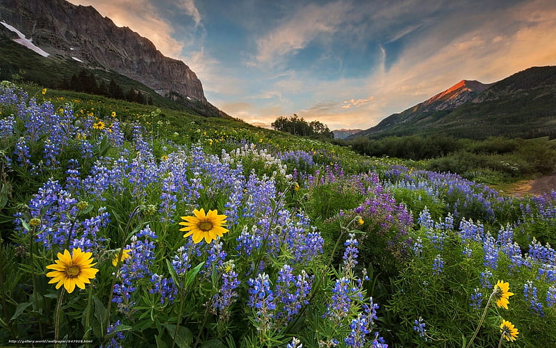 Mountain Meadow, flowers, twilight, mountains, meadow, HD wallpaper