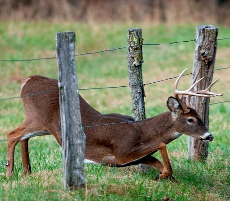 Under The Fence, Deer, Grass, Wire, Buck, Horns, Fence, HD wallpaper